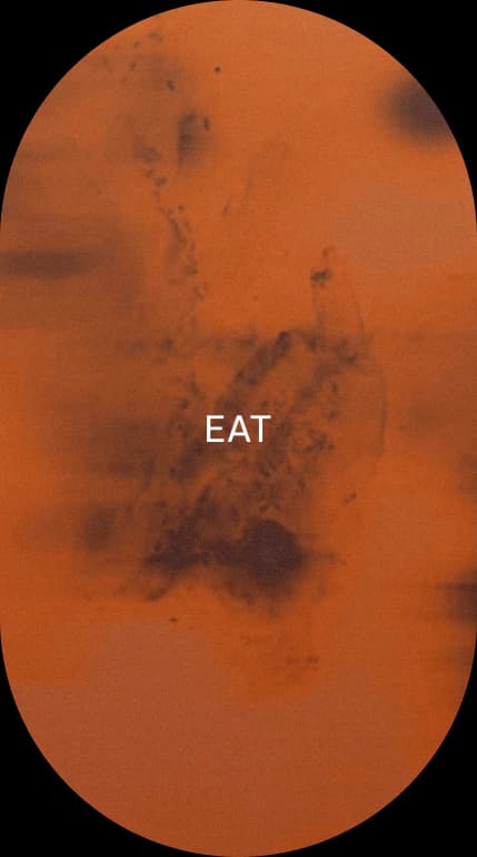 Eat category